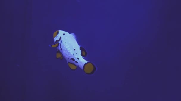 Рыба-клоун Немо в анемоне на красочном здоровом коралловом рифе. Пара анемофишей-немо плавает под водой. Сцена подводного плавания с коралловым рифом с немо и анемоном . — стоковое видео