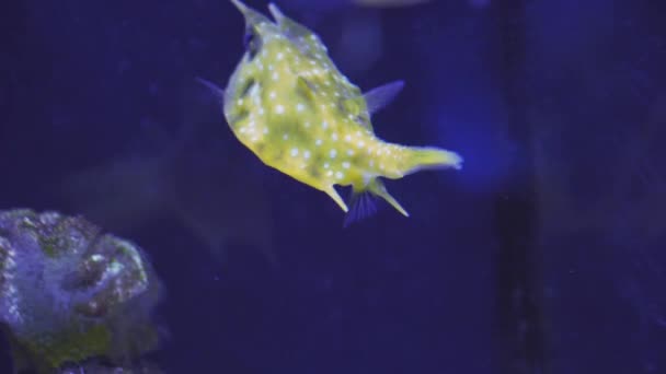 Langhorn-Kuhfisch, lactoria cornuta, auch gehörnter Buchsfisch genannt, frisst Korallen und schwimmt im Aquarienwasser. Besichtigung des Aquariums. Fische schwimmen im Aquarium. Nahaufnahme von Meeresfischen mit blauer Hintergrundbeleuchtung.