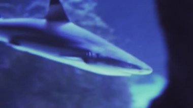 Sırt yüzgeci hasarlı balina köpekbalığı Rhincodon tipus. Yüzen bir balığa yaklaş. Akvaryum turu. Balık burcu akvaryumda yüzer. Mavi arka planda deniz balıklarının olduğu bir gölet..