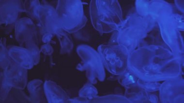 Neon Mor Denizanası Suyun Altında Renk Işığıyla Aydınlandı. Denizdeki tuzlu su akvaryumunda jöle balığı. Çok renkli neon denizanaları yüzer. VJ kavramı.