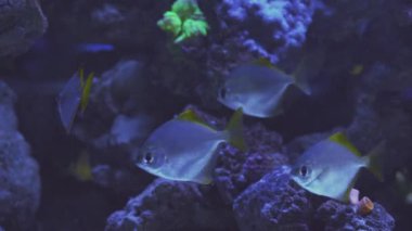 Close up of a fish swimming. Tour of the fish tank. Pisces swim in the aquarium. A pond with a closeup of marine fish with blue backlight. Exotic ocean dwellers.