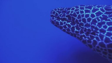 Gymnothorax favagineus mesh ve leopar moray yılanbalıkları ağızlarını açar. Yüzen bir balığa yaklaş. Balık burcu akvaryumda yüzer. Mavi arka planda deniz balıklarının olduğu bir gölet..