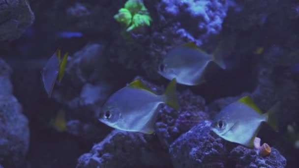 Close up of a fish swimming. Tour of the fish tank. Pisces swim in the aquarium. A pond with a closeup of marine fish with blue backlight. Exotic ocean dwellers. — Stockvideo