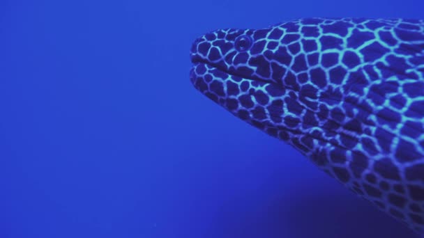 Gymnothorax favoragineus mesh en luipaard murenen openen hun monden. Sluiten van een vis die zwemt. Vissen zwemmen in het aquarium.Een vijver met een close-up van zeevissen met blauwe achtergrondverlichting. — Stockvideo