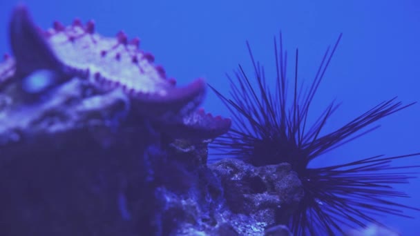 Mořský ježek se otáčel zblízka. Čerstvé mořské ježci lahůdky jídlo. Tradiční středomořské jídlo. 4k Uhd video. — Stock video