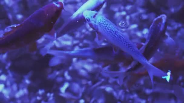 Poisson koï ou carpe d'Amour nageant au ralenti dans l'étang. Il plus spécifiquement nishikigoi et variétés colorées de carpe dans l'étang extérieur ou jardin et cascade. Il rouge doré orange et jaune de corps .