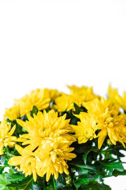 Beyaz arka planda bir buket sarı kasımpatı. Beyaz arka planda sarı çiçekler. Beyaz arka planda sarı kasımpatı saksısı. 8 Mart ve Anne için bir buket kasımpatı.