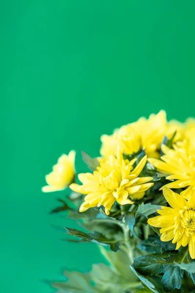 Boeket gele chrysanten op een groene achtergrond. Gele bloemen op een groene achtergrond. Bloempot van gele chrysanten op een groene achtergrond. Boeket chrysanten voor 8 maart en Moeder — Stockfoto