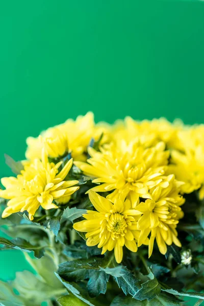 Boeket gele chrysanten op een groene achtergrond. Gele bloemen op een groene achtergrond. Bloempot van gele chrysanten op een groene achtergrond. Boeket chrysanten voor 8 maart en Moeder — Stockfoto