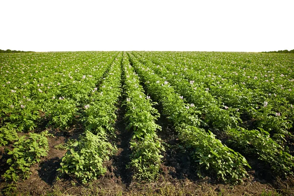 Изолированное картофельное поле — стоковое фото