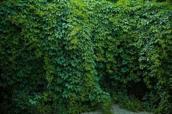 Pared verde de uva silvestre — Foto de Stock