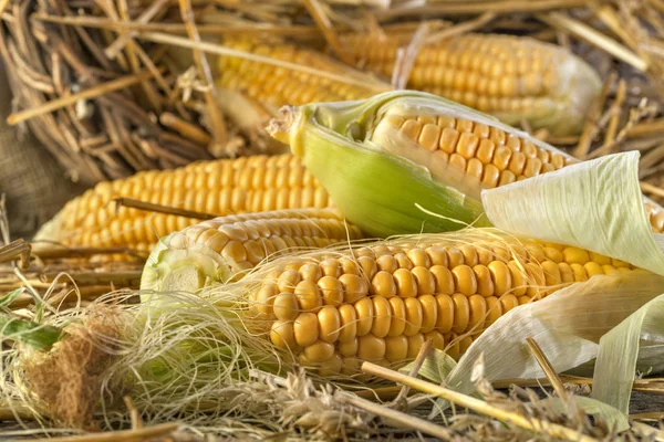 Freshly harvested corn — Stock Photo, Image