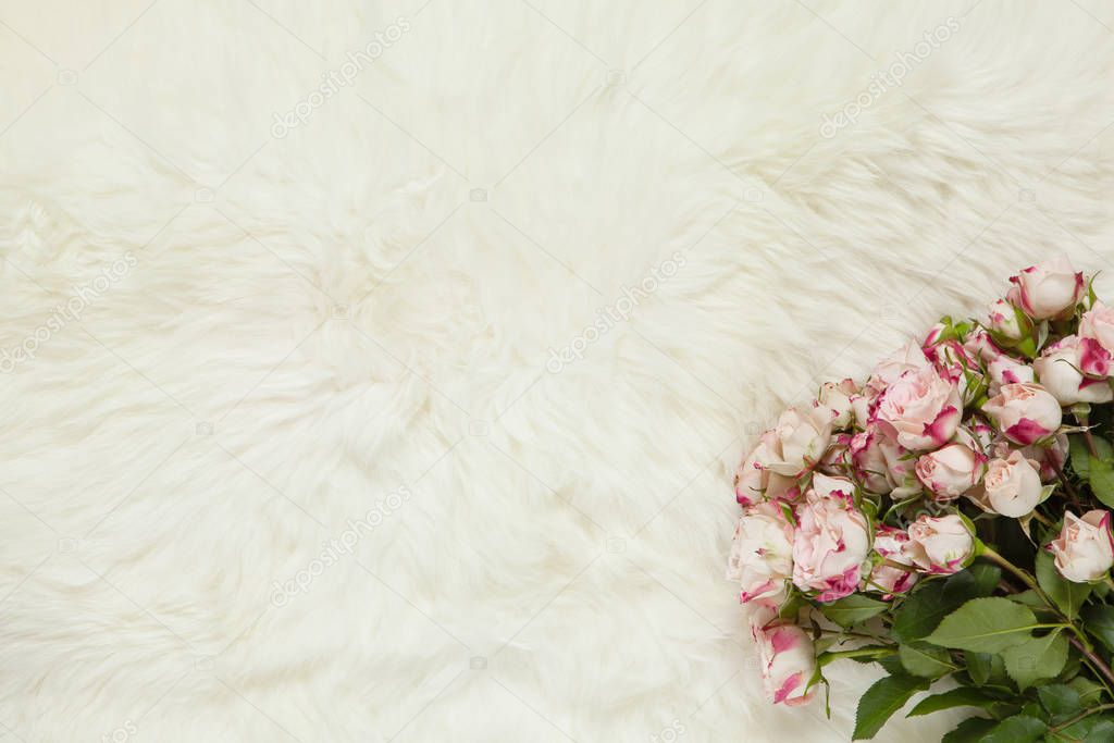 Bouquet of small roses on milk white fur carpet. Background with copy space for text, flat lay. Top view. March 8th, February 14th, birthday, Valentines, Mothers, Womens day celebration concept
