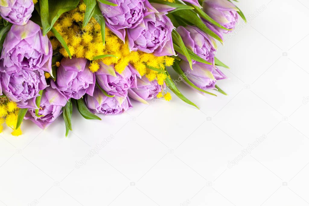 Bouquet of lilac tulips and yellow mimosas on white background, copy space, side view, closeup. March 8, February 14, birthday, Valentines, Mothers, Womens day celebration, spring concept