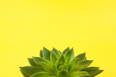 Modayı takip eden Haworthia cymbiforis sarı arka plan, fotokopi alanı, makro. Sosyal medya, poster, iç mekan, blog, çiçekçi, paketleme işi için. Ev işleri konsepti. Yatay