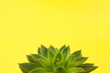 Trendy succulent Haworthia cymbiformis closeup on yellow background, copy space, macro. For social media, poster, interior, blog, flower shop, packing overfilling. Home gardening concept. Horizontal clipart