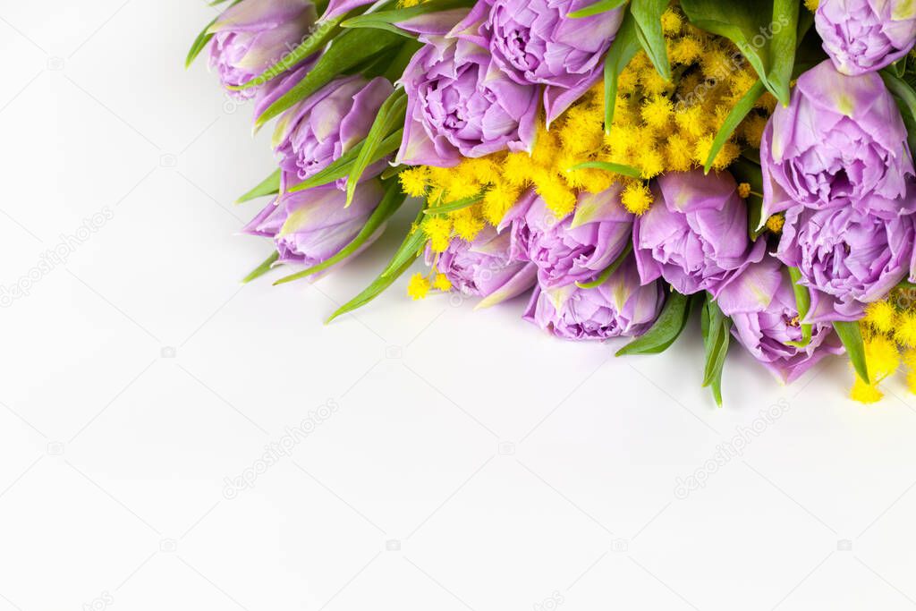 Bouquet of lilac tulips and yellow mimosas on white background, copy space, side view, closeup. March 8, February 14, birthday, Valentines, Mothers, Womens day celebration, spring concept