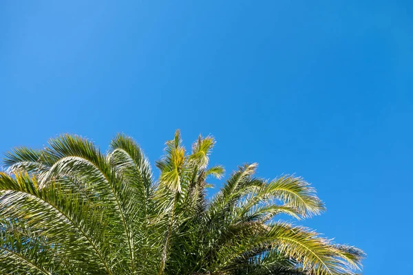 明確な雲のない青空の背景に太陽の下でヤシの葉 コピースペース コンセプト夏 エキゾチックな場所 ソーシャルメディア 旅行代理店のために 下の図 — ストック写真
