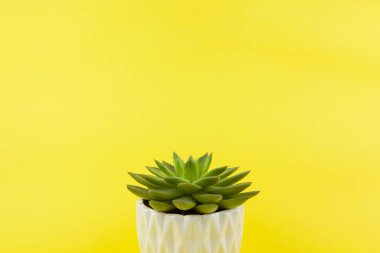 Sarı arka planda beyaz çiçek saksısı içinde modaya uygun Haworthia cymbiforis, kopyalama alanı. Sosyal medya, poster, iç mekan, blog, çiçekçi için. Ev işleri konsepti. Yatay.