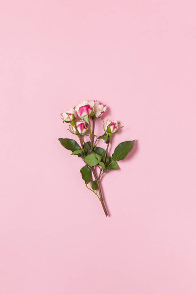 Sprig of small roses white and red on pink background, copy space. Minimal style flat lay. For greeting card, invitation. March 8, February 14, birthday, Valentine's, Mother's, Women's day concept.
