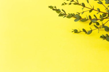 Parlak sarı arka planda küçük okaliptüs Parvifolia tozu. Boşluğu kopyala, üst görünüm, düz görünüm. Eko konsepti, bitkilerin dekorasyonu. Asgari düzeyde. Yatay olarak. Sosyal medya için.
