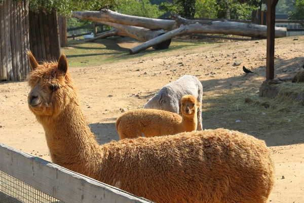 Llama alpacka (Vicugna pacos), fokuserade av främre (första) lamadjur — Stockfoto