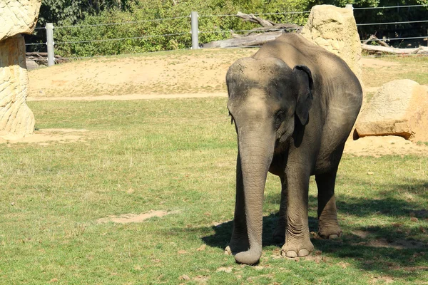 Fotografía de un solo macho Asiático o elefante Asiático ternero - bebé — Foto de Stock