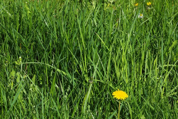 Mniszek lekarski wth unmowed wysokiej trawy i chwastów — Zdjęcie stockowe