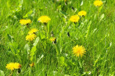 Dandellion çiçekleri biraz ufuk kökenli gras ile