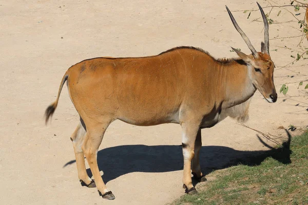 Gemensamma beisa oryx (Oryx beisa beisa), arter av antilop från E — Stockfoto