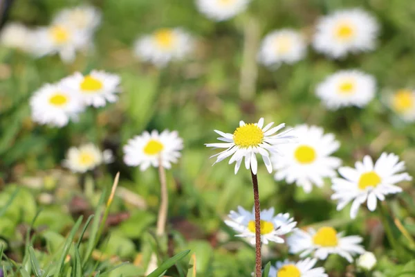 Ox-göz daisy - dolu, ayrıca oxeye papatya (Leucanthemum vulg çimen