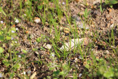 Çim küçük bir kaya üzerinde oturan küçük uçan böcek (fly)