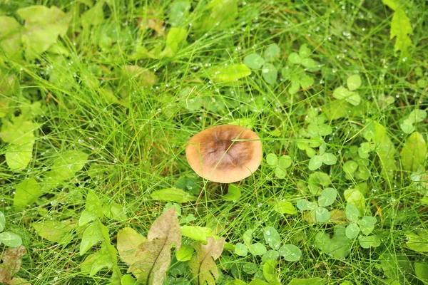 Fungo non identificato nell'erba verde vivida — Foto Stock