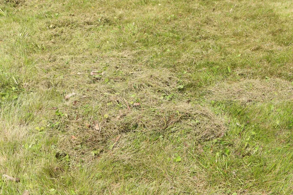 Lawn after dethatching in spring — Stock Photo, Image