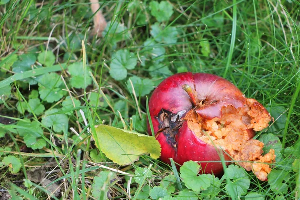 Crepato e marcio grande mela rossa nell'erba — Foto Stock