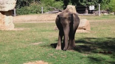 Bebek fil, sorunsuz döngü gibi dans ile komik video
