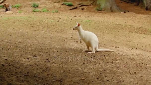 Vörösnyakú Wallaby albínó kenguru nézett körül és a semmiből, maga — Stock videók