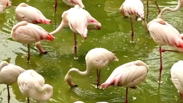 Manada de flamencos de pie en el estanque con agua sucia — Vídeo de stock