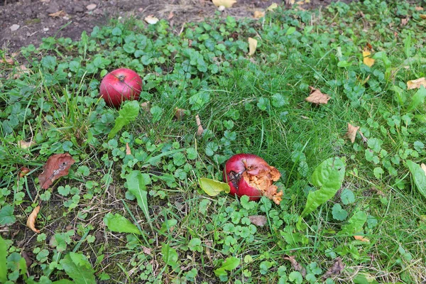 Cracked and rotten big red apple in the grass — Stock Photo, Image