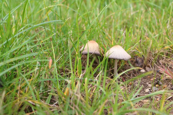 Неопознанный гриб в ярко-зеленой траве — стоковое фото