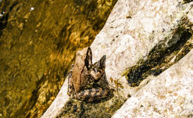 Kurbağa, Anura tarikatının çeşitli ve büyük ölçüde etobur, kısa gövdeli, kuyruksuz amfibilerden oluşan bir grubun üyesidir..