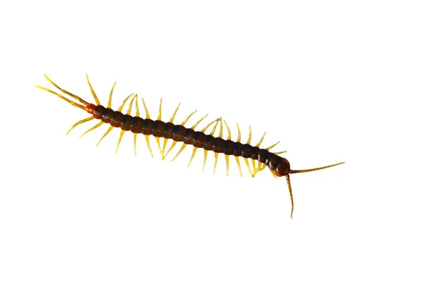 Centipede Scolopendra Centipede Brown Color Isolated White Background — Stock Photo, Image