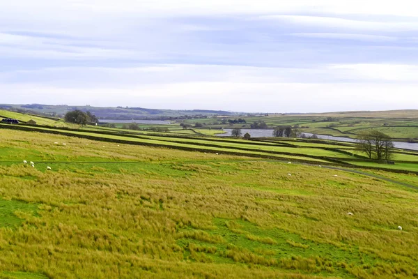 Romaldkirk Ten Yorkshire Dales Izlendi Yeşil Tarlalarla Kuru Taş Duvarlarla — Stok fotoğraf