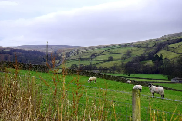 Yorkshire Dales Visto Desde Arkengarthdale Rodeada Campos Verdes Tierras Cultivo — Foto de Stock