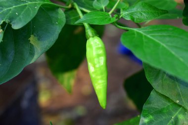 Yeşil yapraklı taze yeşil biber, bahçede organik bitki.
