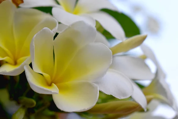 Белый Желтый Цветок Plumeria Frangipani Зеленым Листком Размытый Фон — стоковое фото