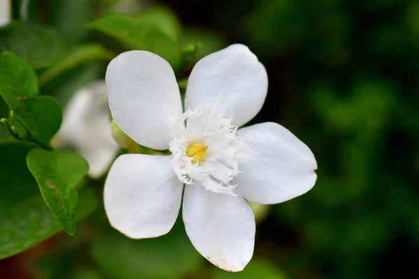 一朵开着的白色花朵 绿叶模糊了橙红色茉莉花的背景 — 图库照片