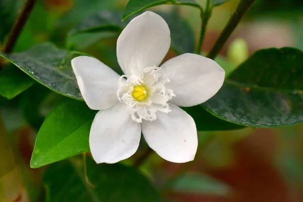 Rozkvetlý Jediný Bílý Květ Zelenými Listy Rozmazané Pozadí Pomerančového Jasmínu — Stock fotografie