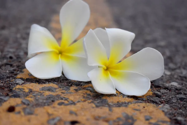 背景がぼやけている道路上のプルメリアまたはフランジパニの白と黄色の花のクローズアップ — ストック写真