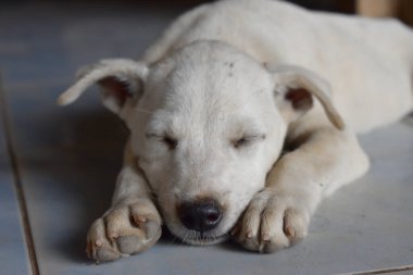 Beyaz köpek yerde uyuyor.